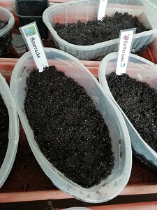 semis de bourrache pour semer les plantes "compagnes"