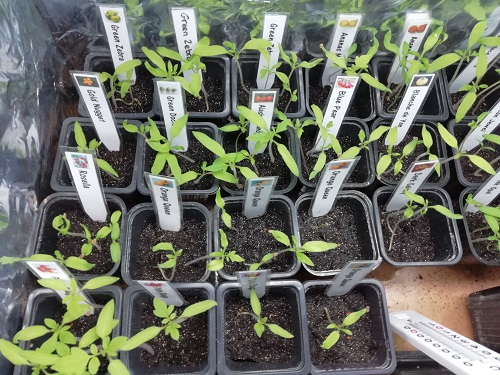 semis dans EC2 pour mettre les semis de tomate dans les serres froides