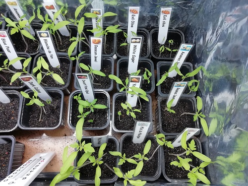 semis dans EC2 a pour mettre les semis de tomate dans les serres froides