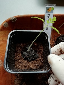 repiquer les semis de tomate PJ