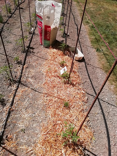 début pour pailler les plants de tomates
