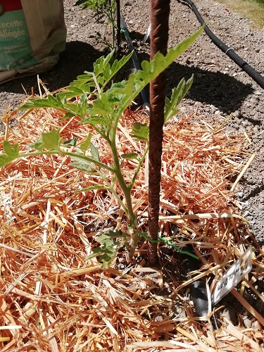 plant de tomate avec ligature
