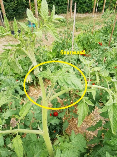 gourmand à enlever lors de la croissance des tomates