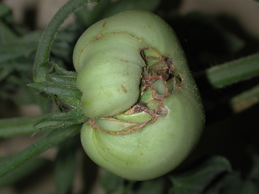tomate difforme face de chat