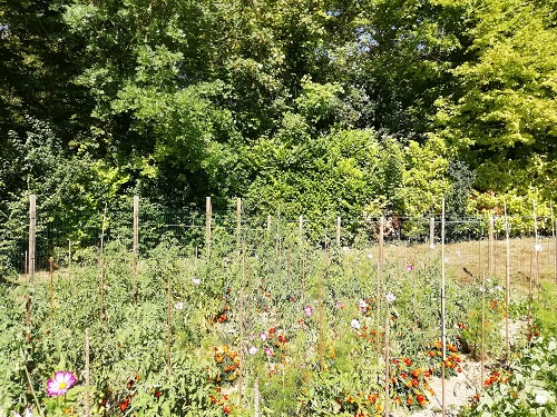 fil installé pour protéger les plants de tomates