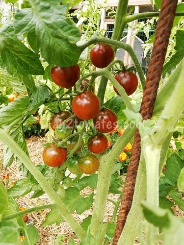 tomates inconnues GD 1408