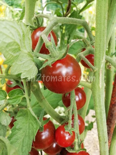 IC1 tomates inconnues zoom GD