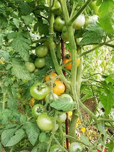 Des tomates inconnues pour cette saison 2020
