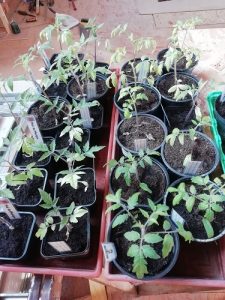 plants avant rempoter les plants de tomates 6