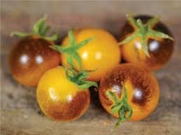 BGB pour préparer la plantation des tomates