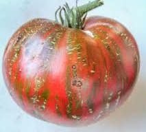 PBTD pour préparer la plantation des tomates