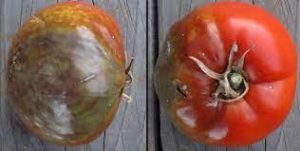 tomate bicarbonate vs mildiou