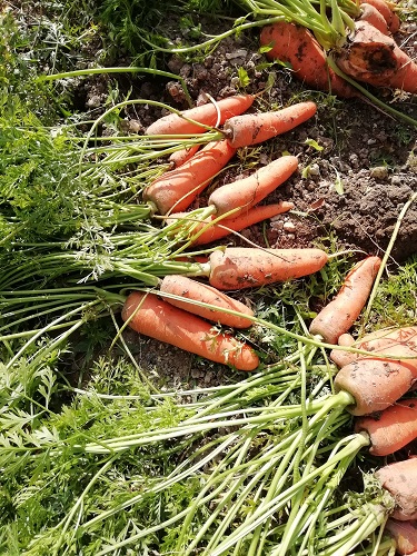 récolte des carottes
