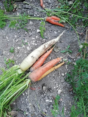 zoom carotte multicouleur