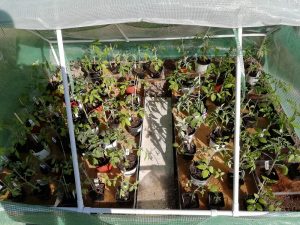 plants de tomates à la lumière naturelle