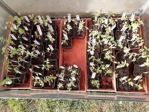 serre polycarbonate pour les plants de tomates en plein jour
