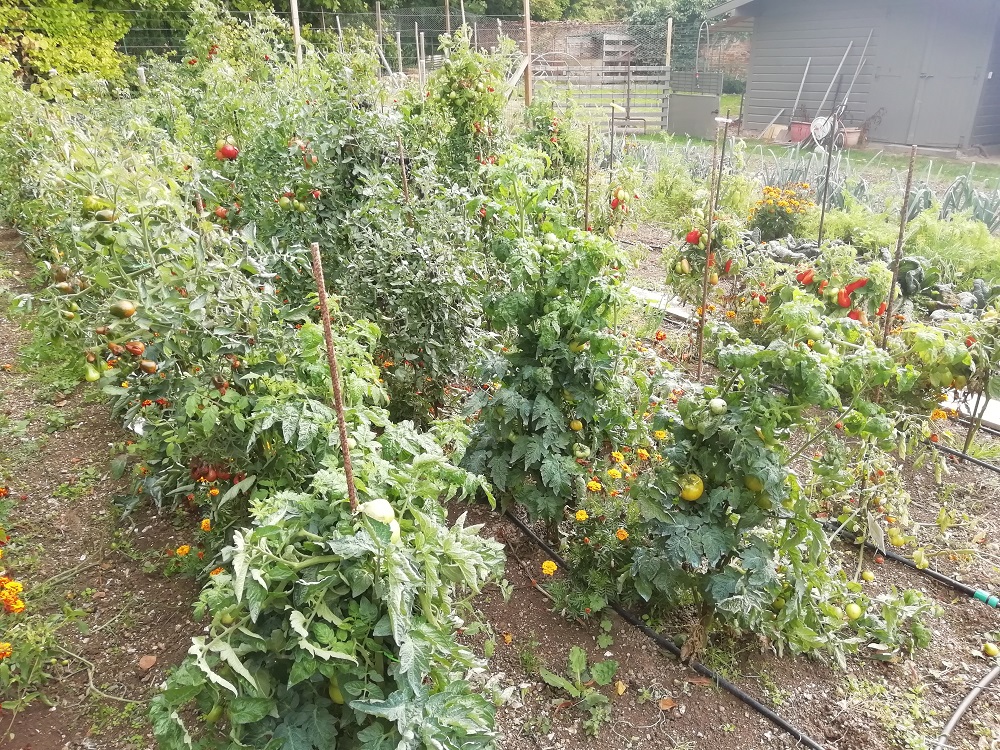 quelques tomates avant l'arrachage coté droit