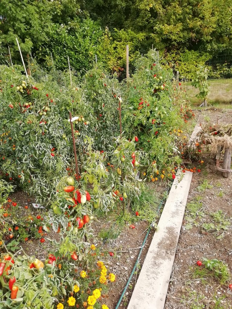 quelques tomates avant l'arrachage coté bord
