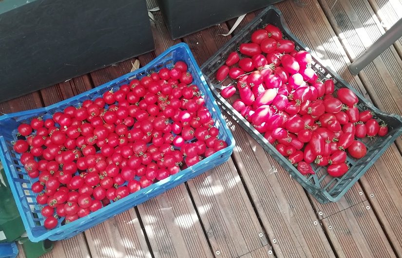 C’est la fin de saison pour les tomates