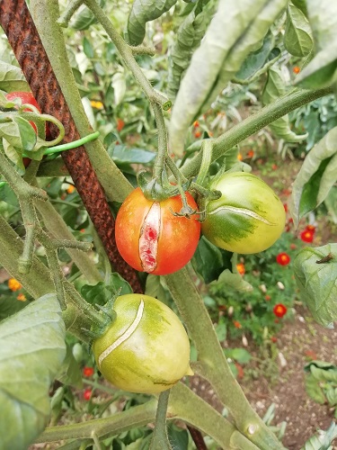 tomate éclatée a