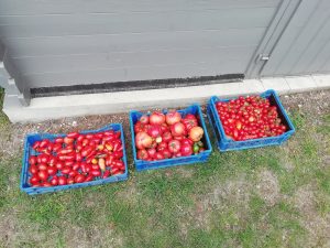 ultimte récolte quelques tomates avant l'arrachage