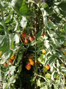 IK indigo kumquat plant
