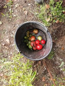 ramassage des dernières tomates