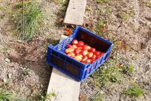 récolte après fini la culture de la tomate