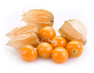 Phy physalis
