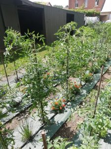 plant sans tuteur sup croissance des tomates
