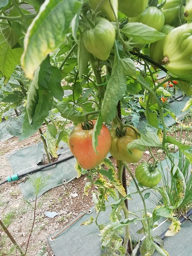 Que faire en juillet pour les tomates?
