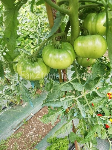 CdB tomate