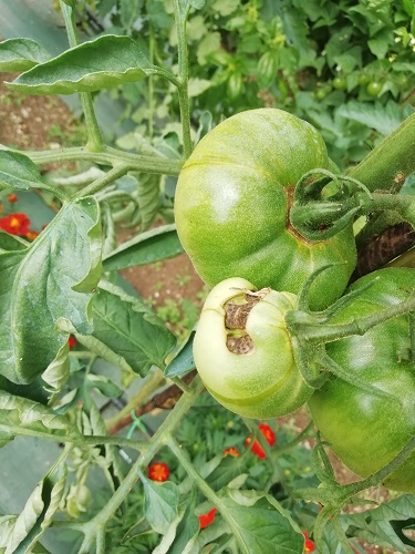 faire en juillet tomate mal formée