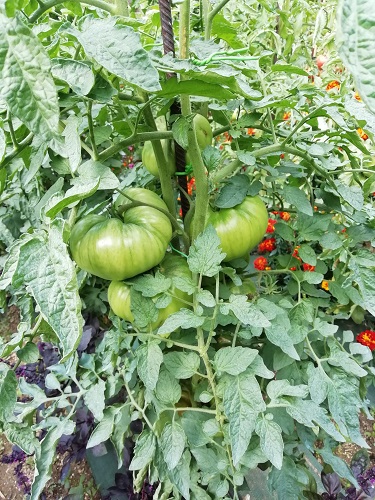 AJ grosse tomate