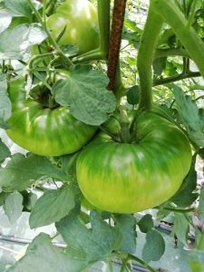 grosse tomate pour fin de saison 2023