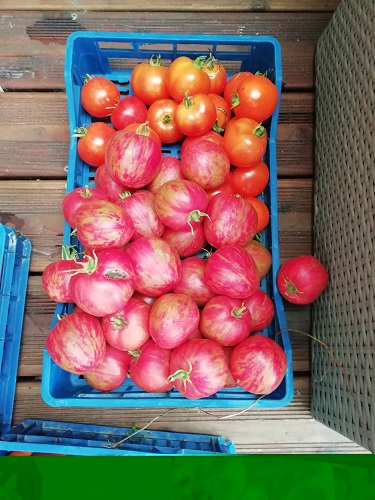 récolte avant transformations des tomates