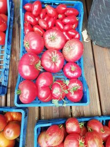 récolte avant transformations des tomates b