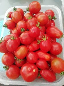 récolte avant transformations des tomates c