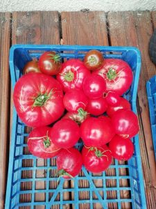 récolte avant transformations des tomates d