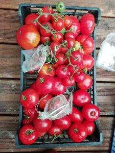 tomate avant arrachage c