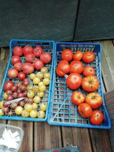tomate avant arrachage b