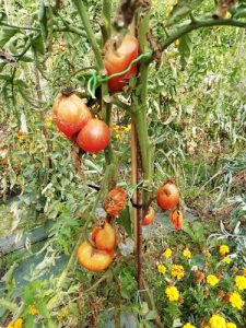 tomate liquéfié pour fin de saison 2023