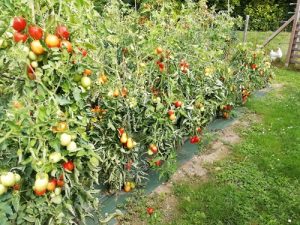tomate pas pour fin de saison 2023