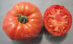 Abr pour 20 meilleures variétés de tomate