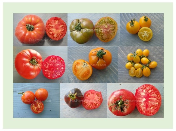 Les 20 meilleurs variétés de tomate selon Fan2tomates