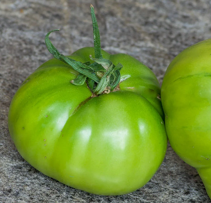 variété internaute variétés de tomates 2024
